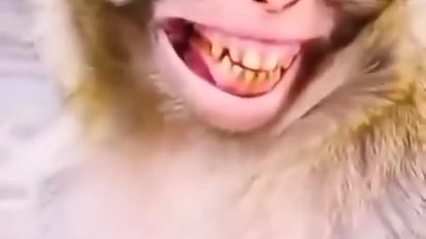 Monkey laughing after enjoying banana