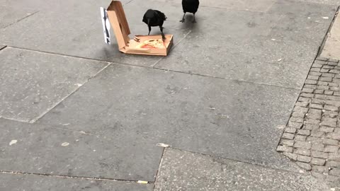 Pizza Loving Crows Chow Down