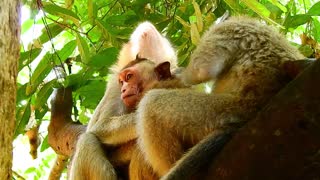 Funny animals# monkey play#35#love animals.