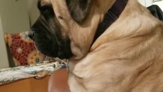 English Mastiff Keeps Falling Asleep Sitting Up