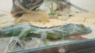 Boy Got Fascinated By Green Lizard In Zoo