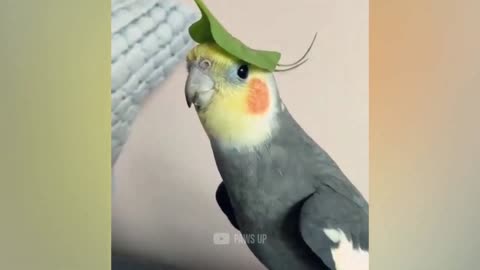 Amazing Singing Cockatoo