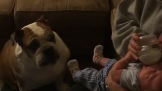 Caring Bulldog kisses crying baby