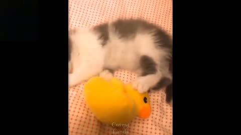 LATEST CUTE PETS VIRAL VIDEOS