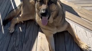 German Shepherd -- my life is good