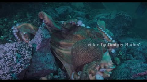 How octopus fight 😊