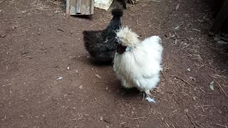 Silkies, Lavender Rooster and Black Hen and White Hen 3rd September 2021