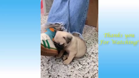 Cute Pets And Funny Animals Compilatiom