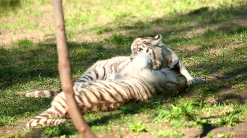 White tiger cubs playing with each other 2021