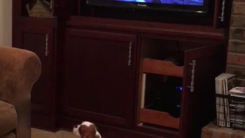 Tv brown and white long eared small dog barking at shrek movie