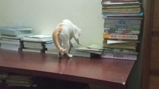 Kitty Somersaults Right off Table