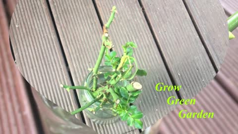 How to grow rose cuttings in water