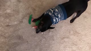 Dexi playing with favorite toy