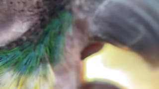 Micro view of parrot eating a peanut