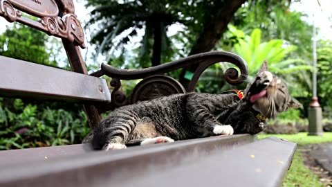 Cat on a park bench