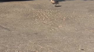 Goose Follows Man on Walk Around Neighborhood
