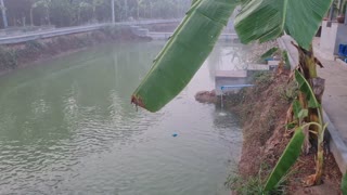 Feeding the fish in the stocked ponds at leeya fishing park udonthani