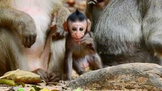 Funny Animal# baby monkey with groups#54# love animal.