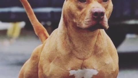 Pitbull Dangerous Dog |status Short Video