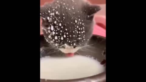 Baby kitten taking her milk that cuteness