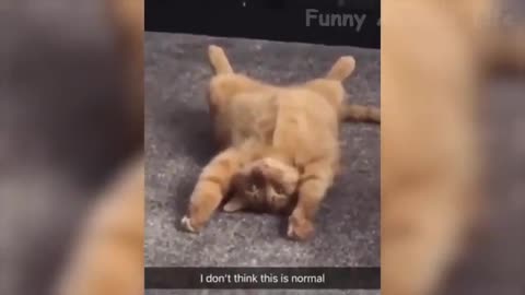 Best Funny Dogs and cats Of The Month 2021-Try Not To Laugh Challenge 2020