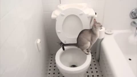 Cats using toilet and flushes 😍
