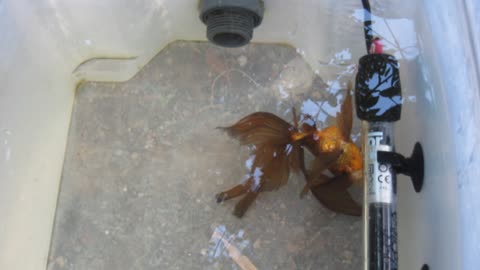 Oranda con problemas de vejiga (día +2)