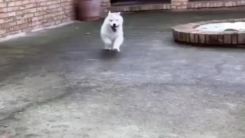 dog parkour