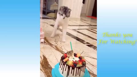 cute pets, funny video