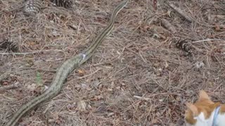 Chicken snake making his getaway after eating squirrel