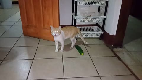 Gato com medo do pepino