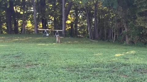 Baby Deer Comes Out Every Morning And Evening To Her Name