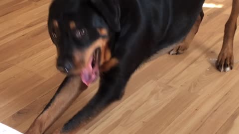 Mondu the Rotty Vocalizes When he Stretches