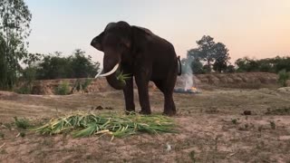 ช้างขี้เมา พลายหนุ่มสุรินทร์ กินเเต่สุรา big elephant