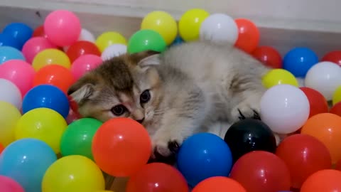Funny cats play with colour baloons