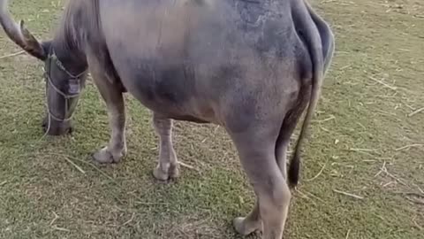 Mother buffalo eating grass on the lawn