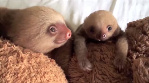 "Sloth Affection and Funny Animal Moments: Hilarious Compilation"