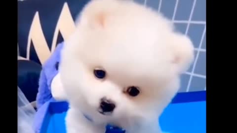 News Pomeranian puppy ,,🥰🥰🥰🥰🥰🥰🥰🥰🐕🐕