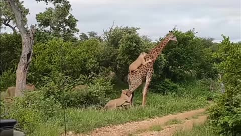 Lion vs giraffe