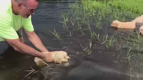 Puppies learning how to swim for the first time...