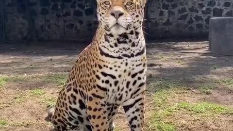 Handsome 😍😍 via black jaguar white tiger