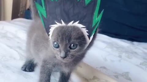 Anime hair in cute cat
