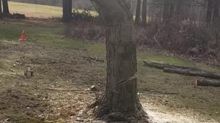 How to remove a tree as wrong as possible