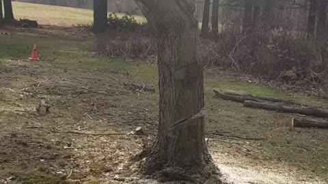 How to remove a tree as wrong as possible