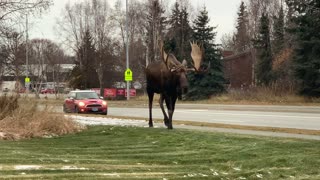 Massive Bull Moose Going for a Stroll