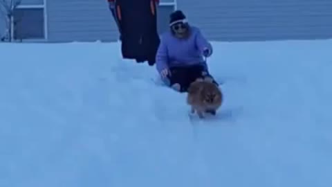 Pomeranian Goes Sledding