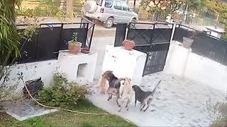 3 Dogs KILL small PUPPY after maid leaves GATE OPEN!