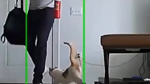 It's adorable when a cat greets its owner home like a dog and switches to liquid mode