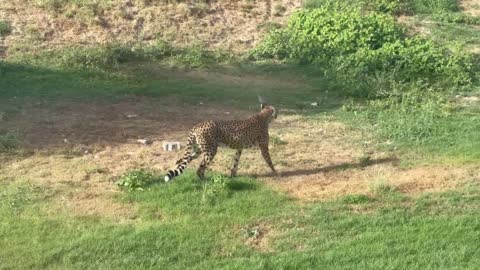 Leopard Walk