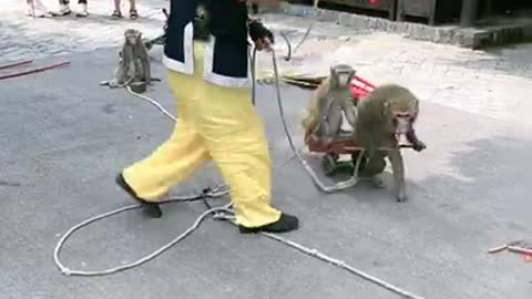 Funny street monkey